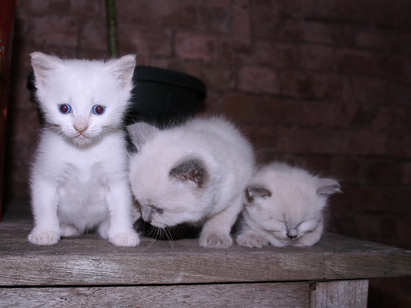 Kittens - (c) Solar Worlds Digital Photography