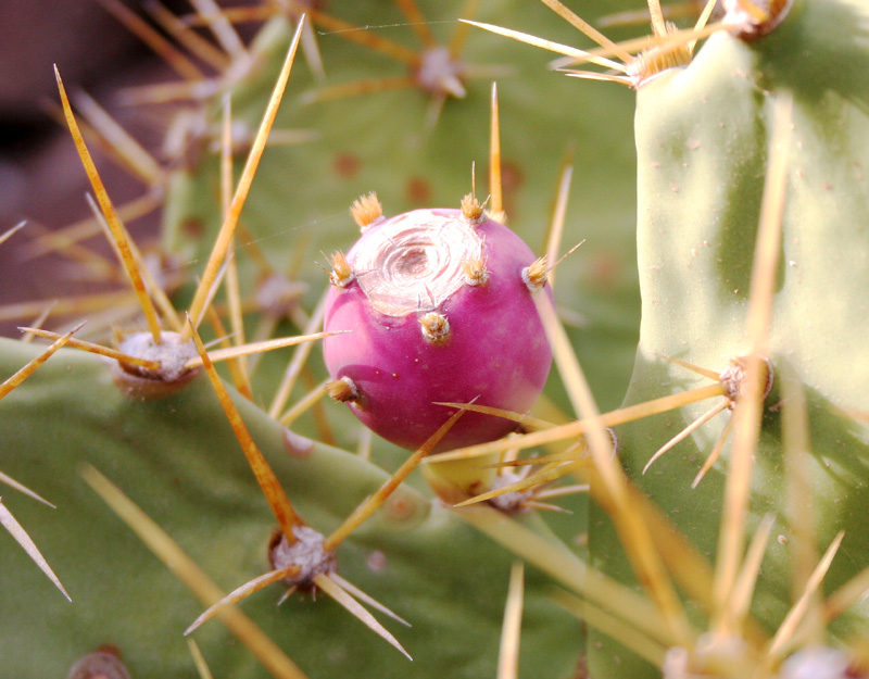 Thorny Treasure - (c) Solar Worlds Digital Photography