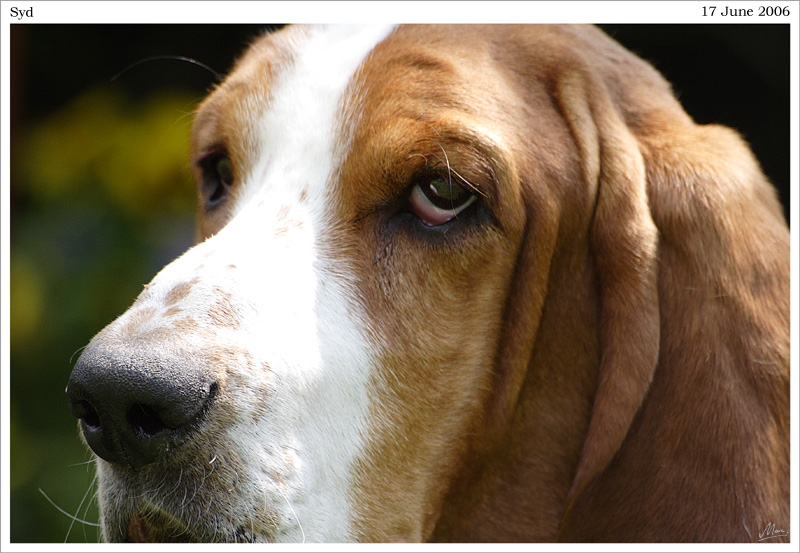 Syd - (c) Solar Worlds Digital Photography