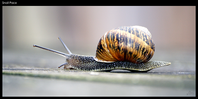 Snail Pace - (c) Solar Worlds Digital Photography