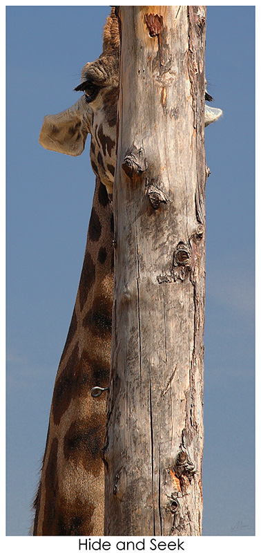 Hide and Seek - (c) Solar Worlds Digital Photography