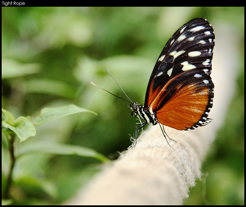 Tight Rope - (c) Solarworlds Digital Photography