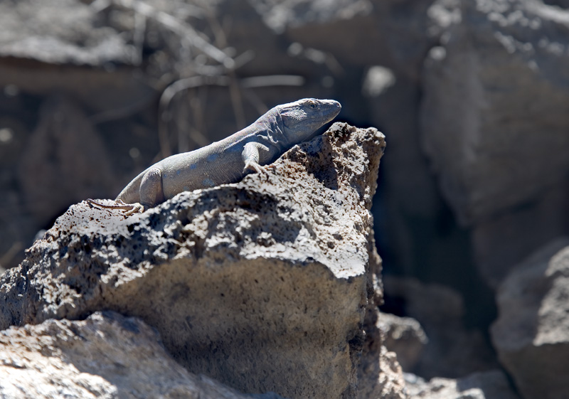 Lizard - (c) Solar Worlds Digital Photography