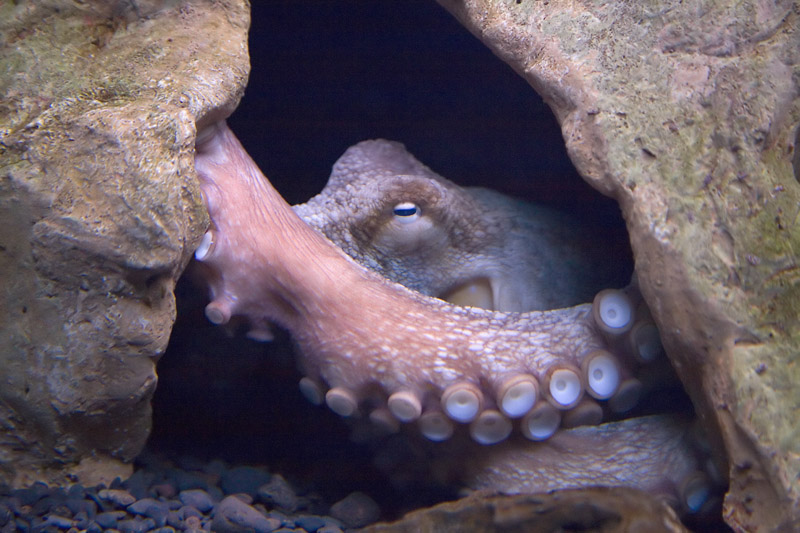 Octopus - (c) Solar Worlds Digital Photography