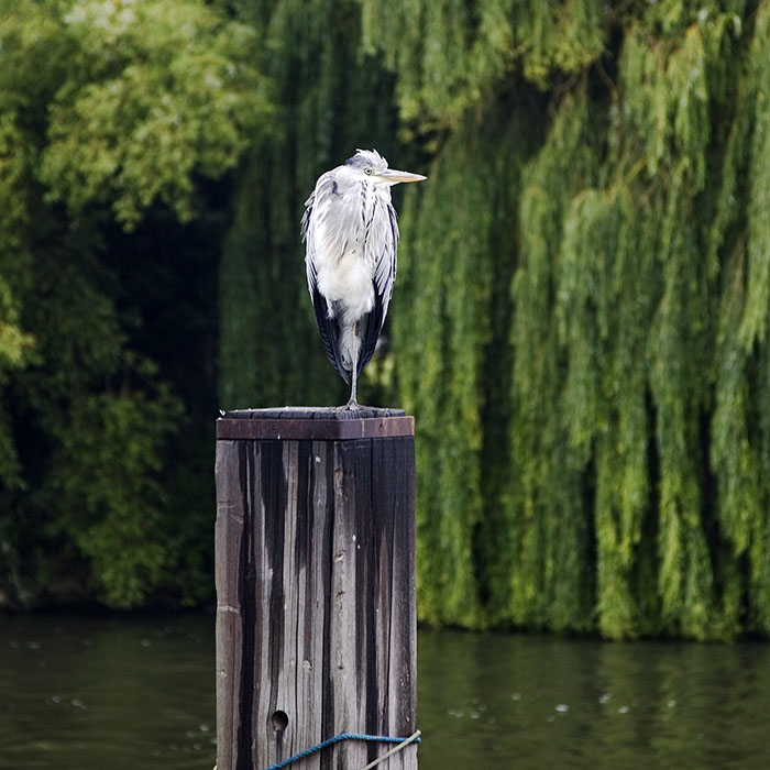 Molesey Heron - (c) Solar Worlds Digital Photography