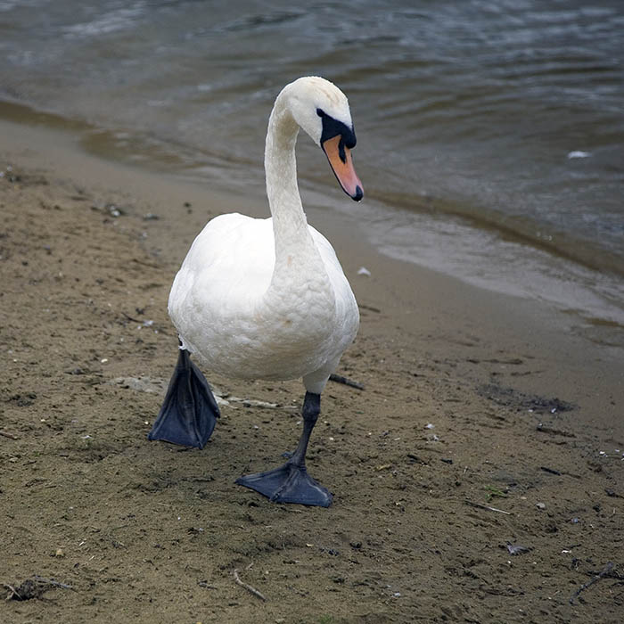 Swan - (c) Solar Worlds Digital Photography