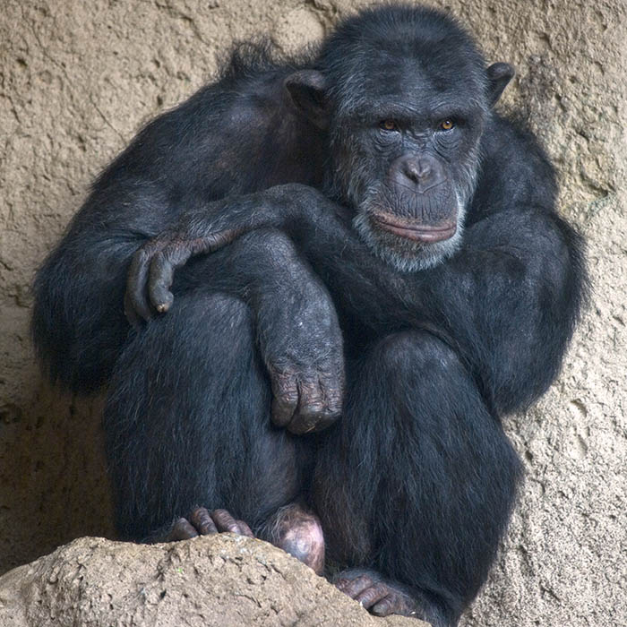Chimp Portrait - (c) Solar Worlds Photography