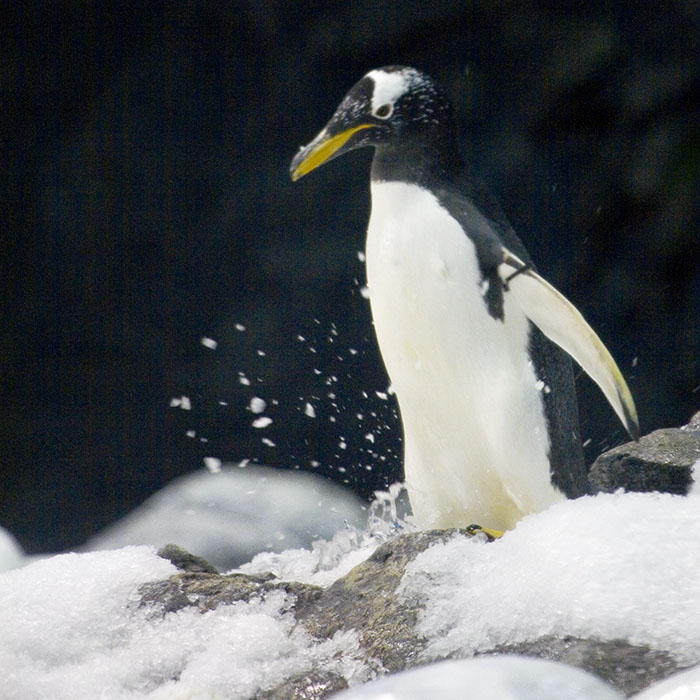 Penguin March - (c) Solar Worlds Photography