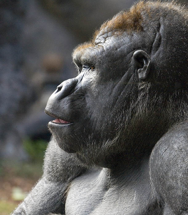 Gorilla Profile - (c) Solar Worlds Photography