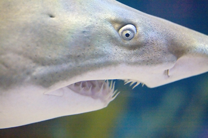 Shark - (c) Solar Worlds Photography