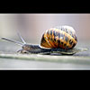 Snail Pace - (c) Solar Worlds Digital Photography