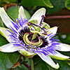 Passion Fruit Flower - (c) Solar Worlds Digital Photography