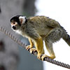 Monkey Business - (c) Solar Worlds Digital Photography