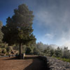 El Teide Tree - (c) Solar Worlds Digital Photography