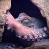 Octopus - (c) Solar Worlds Digital Photography