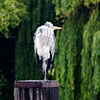 Molesey Heron - (c) Solar Worlds Digital Photography