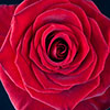 Rose - (c) Solar Worlds Photography