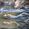 Alligator - (c) Solar Worlds Photography