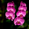 Purple Orchids - (c) Solar Worlds Photography