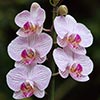 Phalenonopsis Orchids - (c) Solar Worlds Photography